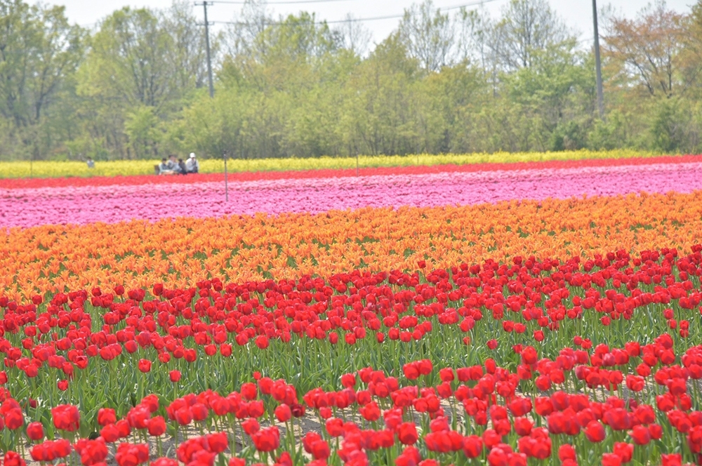 胎内市チューリップフェスティバル18 へ行ってきました まいぷれ新発田編集部 勝手に盛り上げ企画まとめ まいぷれ 新発田 胎内 聖籠 胎内市チューリップフェスティバル18 へ行ってきました まいぷれ新発田編集部 勝手に盛り上げ企画まとめ まいぷれ 新発田 胎内 聖籠
