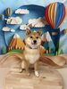 みかんちゃん🍊「🫧 ͛.*シャンプーにご来店～柴犬🐶～」