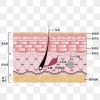 たかが「皮膚」と思いがちですが、感覚や触覚の能力は考え深いものです。「皮膚」もすごい構造ですよね。「実はすごい！皮膚の役割  〜身体を守る“最大の臓器”の不思議と雑学～」