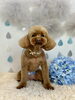 麦くん「わんこと梅雨☔️」