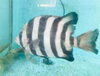 「魚魚市場鮮魚コーナーおすすめは「サザエ」「ヒオウギ貝」です♪」