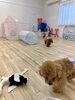 追いかけっこ中〜「ましゅまろ幼稚園🐾」