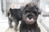 Mシュナウザー 税込178,000円〜「子犬販売ご紹介🎵」