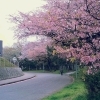 桜、もうすぐ満開！