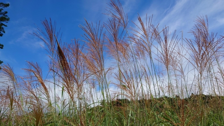 ススキもお持ちいただけます。「９月１７日(火)は　中秋の名月　です。【もみじや　鴻巣市　和菓子】」