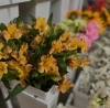 「今週末、ブーケバー開催します💐」