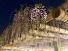 「樹齢400年の藤が見頃に！西条市喜多川の観音堂「藤の花食堂」とライトアップ情報！（2026年4月18日撮影）」