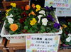 お早めにどうぞ！「今年の皇室献上米 石川農園　高月町さんのお米 もありますが　秋の花苗　石川農園さんの　パンジー　ビオラ　金魚草　ノースポール　90ポット入荷！　八王子産の花苗　かなり人気です。　花苗専門農家さんの花苗」