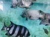 「西海物産館・魚魚市場鮮魚コーナーおすすめは「モスラ入荷しました」です♪」