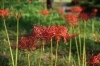 彼岸花の群生