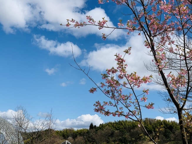 春を感じることができ、エネルギー充電完了！「「コロナ疲れ」解消のために♪ @新潟市の整体」