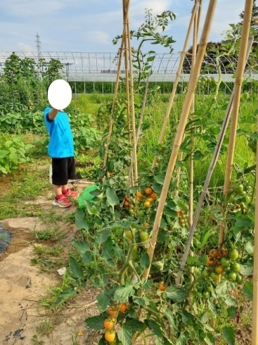 色とりどりのトマト「収穫近し！【札幌北区太平の児童ディサービス】」