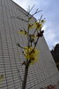 「満作の花」