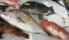 「魚魚市場鮮魚コーナーおすすめは「水イカ」です」