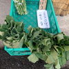 「本日の山の店　春の山野草と菜の花・のらぼう菜が並びました」