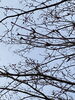 「苫小牧市立美園小学校周辺の桜開花状況、見頃の情報　第6報」