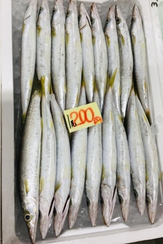 魚魚市場鮮魚コーナーおすすめは イトヨリ ヒラアジ です 魚魚の宿のニュース まいぷれ 佐世保 魚魚市場鮮魚コーナーおすすめは イトヨリ ヒラアジ です 魚魚の宿のニュース まいぷれ 佐世保