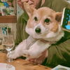 hug「Good morning Otaru! 小樽の古民家ゲストハウスより」