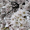 「🌸咲く」