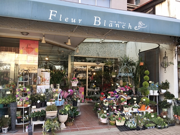 Fleur Blanche(フルール　ブランシェ)