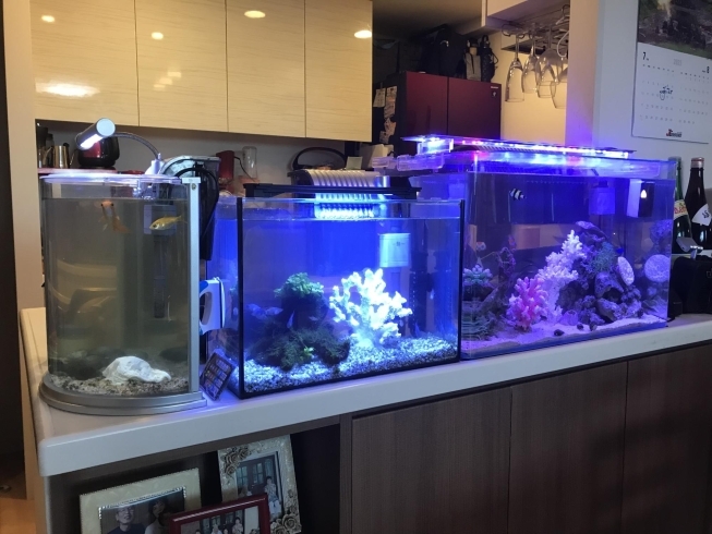 ご家庭サイズの横幅60cmサイズでも 市川市のアクアリウムレンタル To Createのニュース まいぷれ 市川市 ご家庭サイズの横幅60cmサイズでも 市川市のアクアリウムレンタル To Createのニュース まいぷれ 市川市