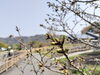 ソメイヨシノの蕾「春本番！　寒緋桜」