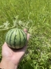 新鮮京野菜「【7月の当園の様子part2】　栽培のポイントは水やりと虫対策」