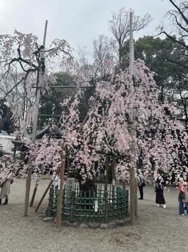 大國魂神社のしだれ桜「東京都府中市の桜スポットのお花見、開花、満開の情報　2023年3月」