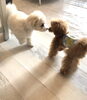 パンチくんとどんぐりくん　ごあいさつ中「新入生ちゃん（╹◡╹）」