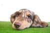「ミニチュアダックス子犬情報」