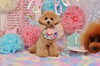 どうしても写りたいらしい・・・・(笑)「Anniversary photo　(^O^)／」