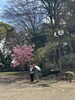 楽しんで「市川真間　弘法寺の伏姫桜　綺麗です」