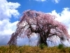 桜名所・スポット】富士見町 葛窪しだれ桜（くずくぼ） | 桜・お