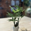 おすすめグリーンポット🌿