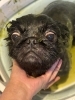 ハーブパック「🐶ミックス犬、チワワ、ペキニーズ、トリミングのお友達🌸」
