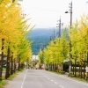 【紅葉スポット】　諏訪市　沖田街路並木