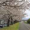 東中富桜づつみ公園