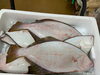 「鮮魚入荷致しました。[岩牡蠣は７月から販売致します。]」