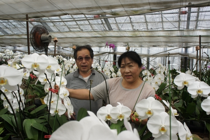 カシマ洋ラン園 胡蝶蘭２本立ち 胡蝶蘭３本立ち 胡蝶蘭５本立ち ふるさと納税で日本を元気に 神栖市 まいぷれ 神栖市