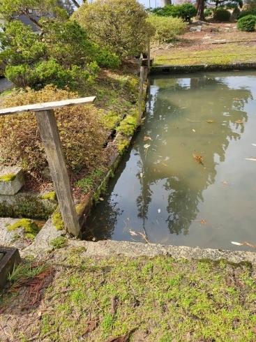 切石が池に落ちそうになっていました「《髙世建築》さんの【庭の修繕作業】にお邪魔してきました❗」