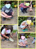 きれいに咲きますように🌻「ひまわりの種まきをしたよ🌻【交野市・小規模保育園】」