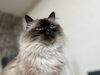 まさかこんな風貌になるとは・・・「ねこ」