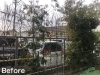 【作業前】枯れや弱りのあるシラカシを抜根します「【植栽工事】川西市でレイランディの生垣を作りました！」