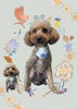 「Dog salon mofu mofu　余市町」