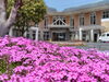 芝桜も満開です「地域福祉センターの芝桜が見ごろです」