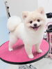 「ファーストトリミングの思い出をカタチに残しませんか？☺️🐾」