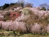 花見山公園