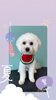 「Dog salon mofu mofu　余市町」