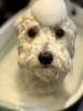りんご酵素風呂「🐶ビション、トリミングのお友達🌸」