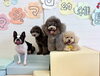 ぽんちゃん♡ぷっかくん♡リリーちゃん♡ハッピーちゃ「ましゅまろ幼稚園🐾」